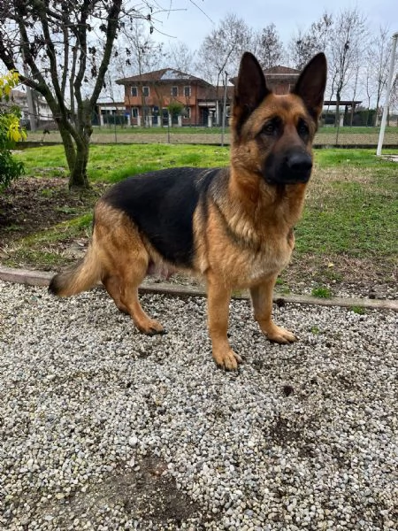 Pastore tedesco  | Foto 4