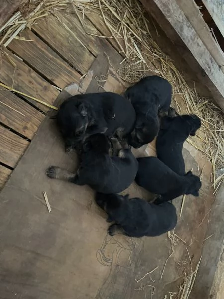 Pastore tedesco  | Foto 2