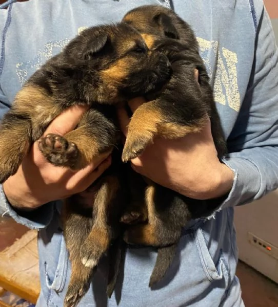 Pastore tedesco  | Foto 1