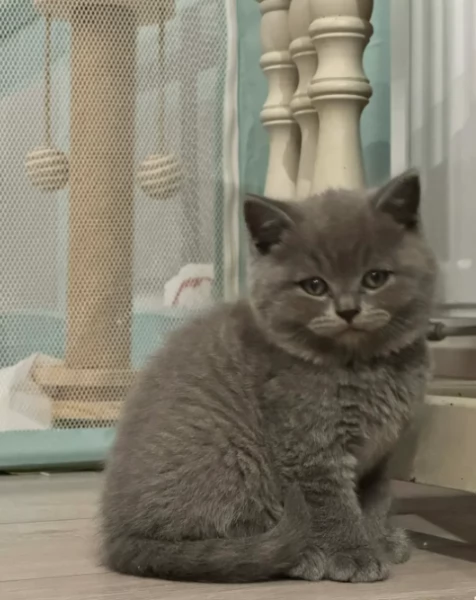 Splendidi gattini briitiish shorthaiir | Foto 1