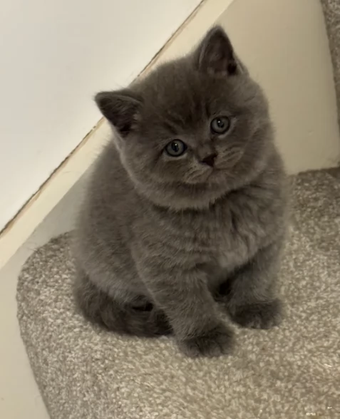 Splendidi gattini briitiish shorthaiir | Foto 0