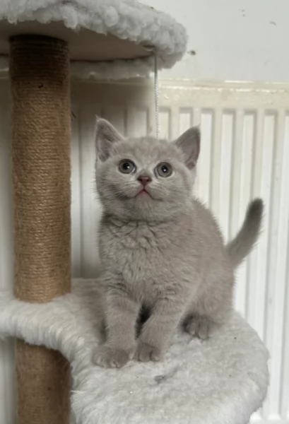 Adozione di Britissh Shortthair di razza pura | Foto 1