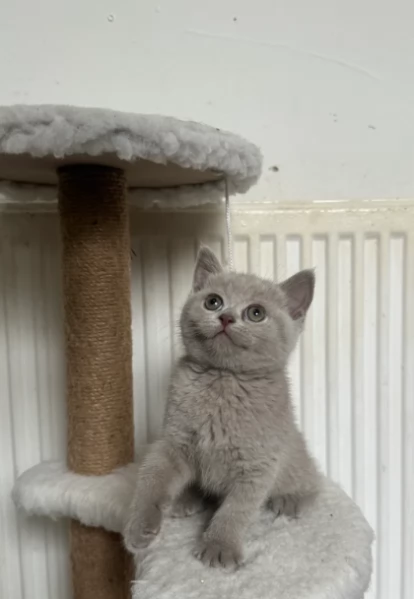 Adozione di Britissh Shortthair di razza pura | Foto 0