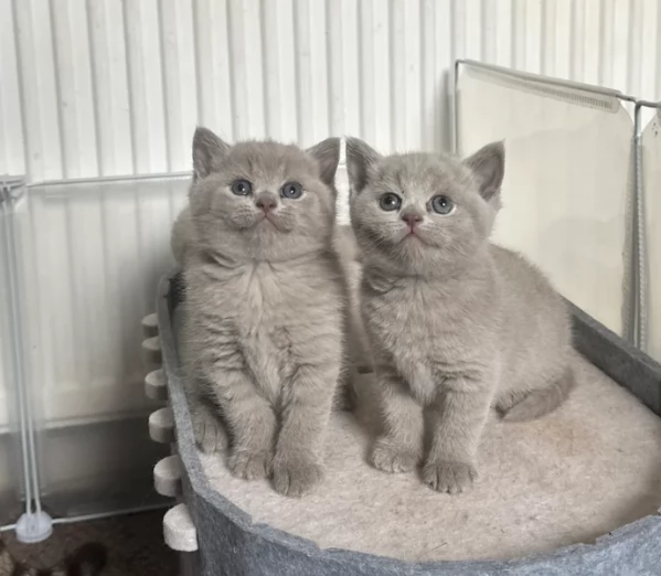 Adozione di Britissh Shortthair di razza pura