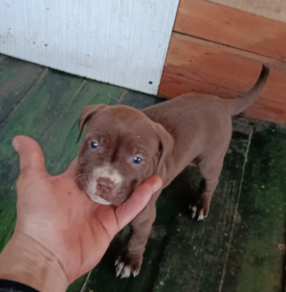 Cuccioli Pitbull