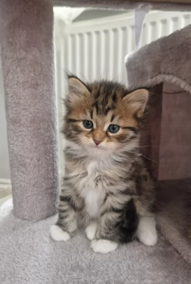 Gatti siiberiiani tigrati in adozione | Foto 1