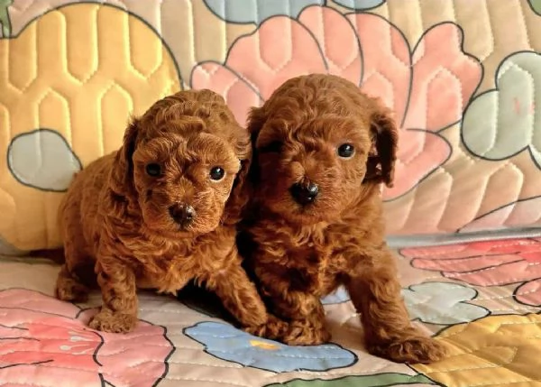 cuccioli di barboncino