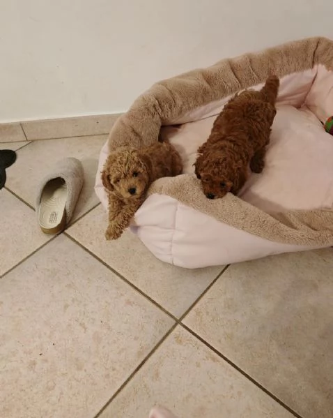 cuccioli di barboncino | Foto 2