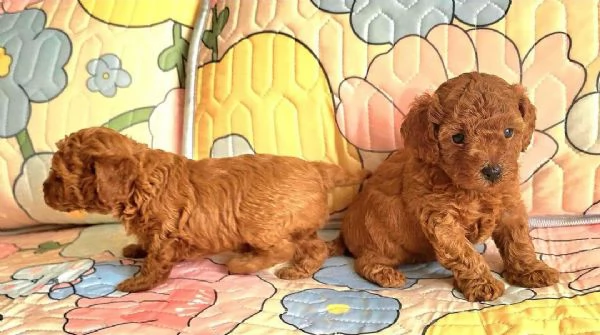 cuccioli di barboncino | Foto 0