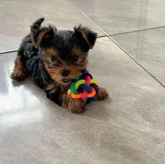 Yorkshire terrier maschio