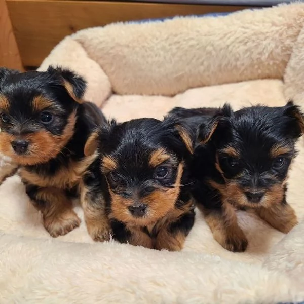 cuccioli di Yorkshire