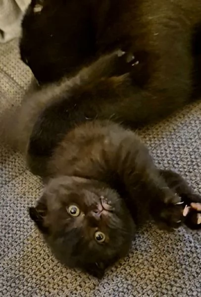 SCOTTISH FOLD CON PEDIGREE 