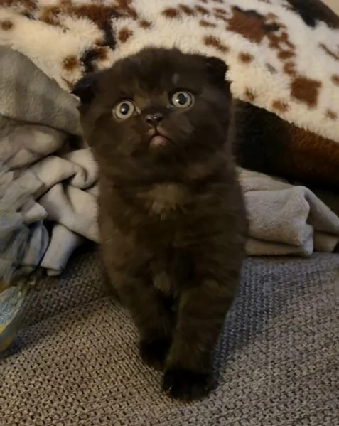 SCOTTISH FOLD CON PEDIGREE  | Foto 3
