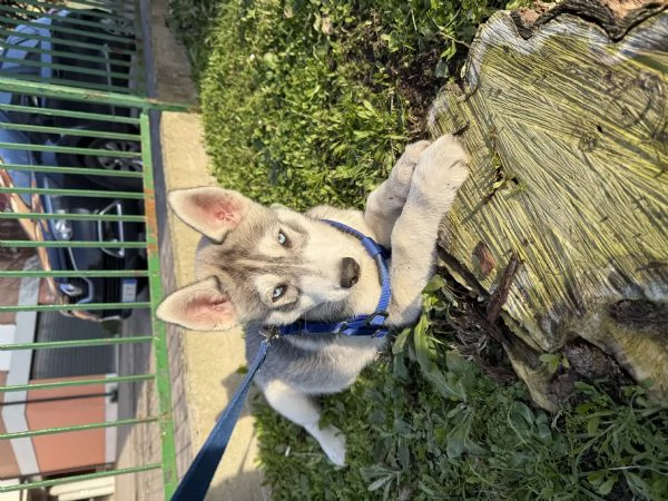 Cucciolo husky siberiano  | Foto 0