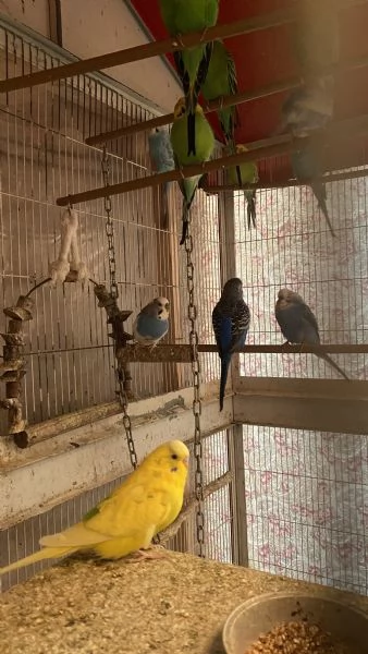 Cocorite con voliera  | Foto 3