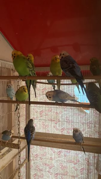 Cocorite con voliera  | Foto 2