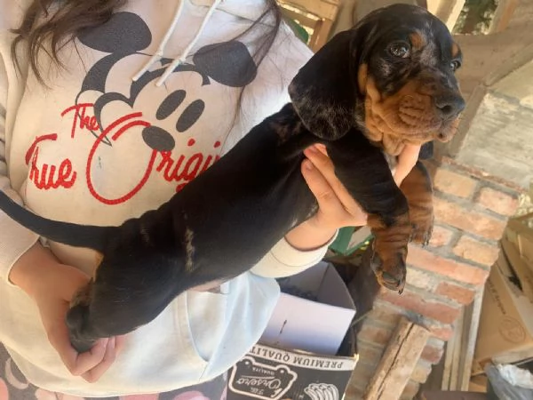 Bassotti arlecchini  | Foto 4