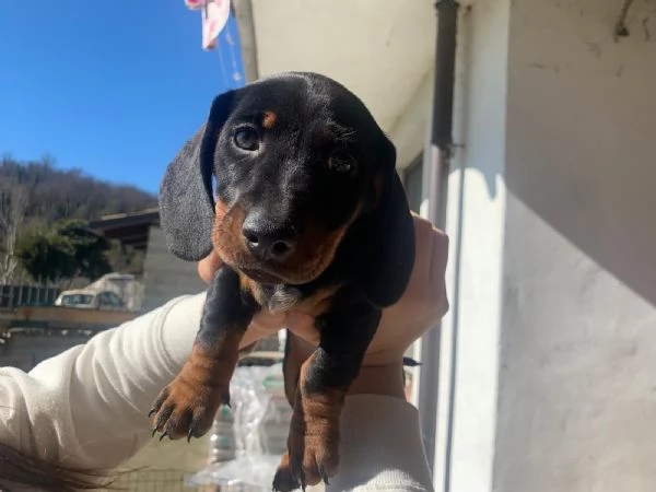 Bassotti arlecchini  | Foto 3