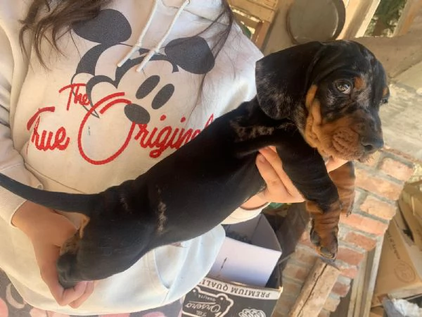 Bassotti arlecchini  | Foto 2