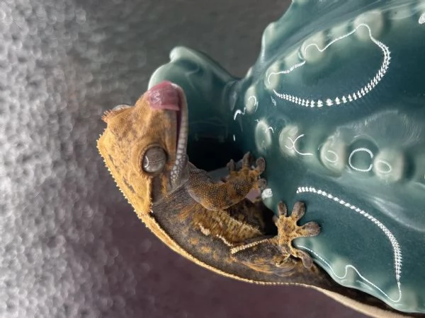 Geco ciliatus tricolor  | Foto 0