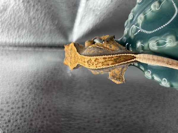 Geco ciliatus tricolor 