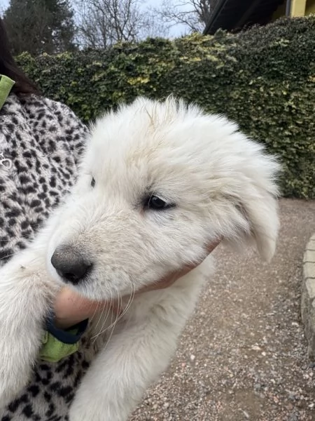 Cuccioli pastore maremmanoabruzzese  | Foto 6