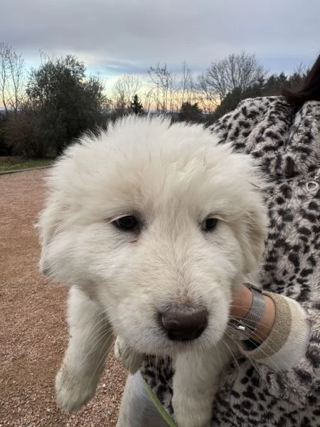 Cuccioli pastore maremmanoabruzzese  | Foto 5