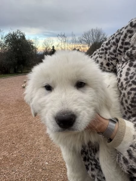 Cuccioli pastore maremmanoabruzzese  | Foto 3