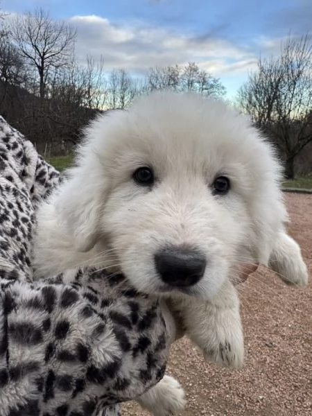 Cuccioli pastore maremmanoabruzzese  | Foto 2
