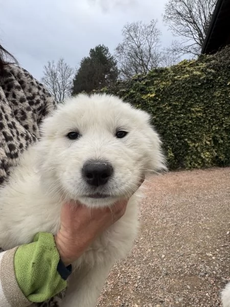 Cuccioli pastore maremmanoabruzzese  | Foto 1