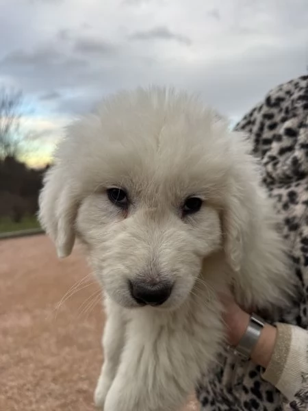 Cuccioli pastore maremmanoabruzzese  | Foto 0