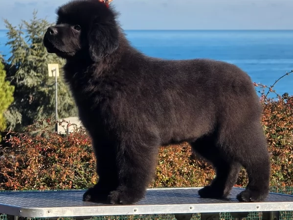 Splendido cuccioli di Terranova