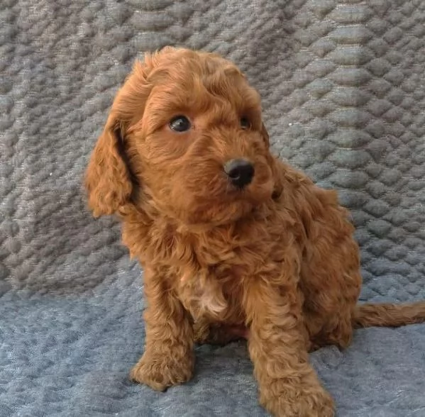 Cucciolo di barboncino maschio e femmina | Foto 0