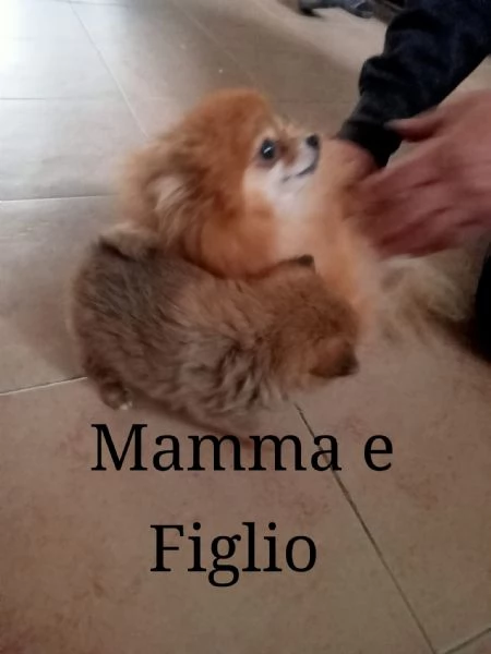 Spitz della pomerania | Foto 1