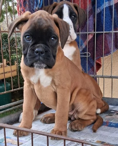 boxer cuccioli | Foto 4