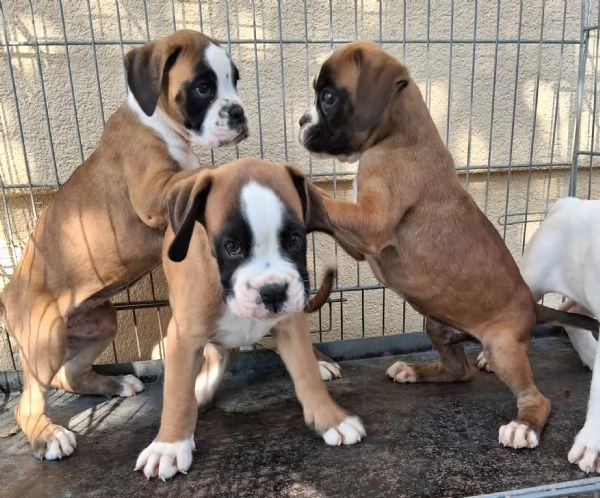 boxer cuccioli | Foto 3