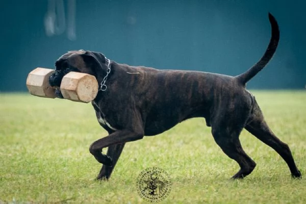 boxer cuccioli | Foto 2