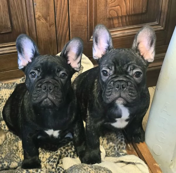Cuccioli di Bouledogue  Bulldog francese | Foto 6