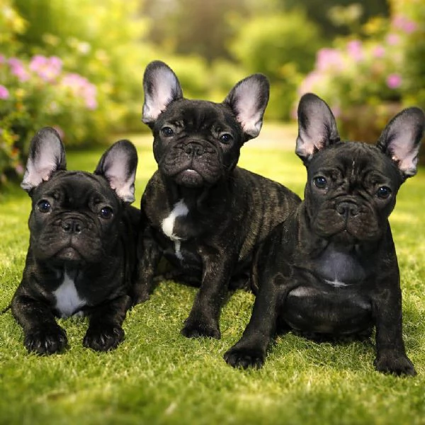 Cuccioli di Bouledogue  Bulldog francese