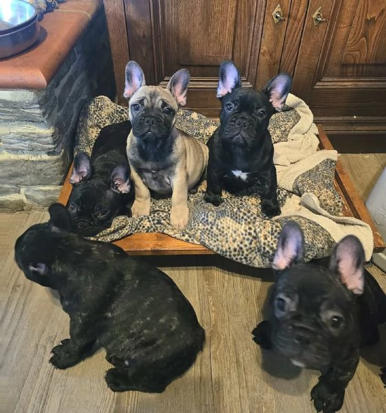 Cuccioli di Bouledogue  Bulldog francese | Foto 5