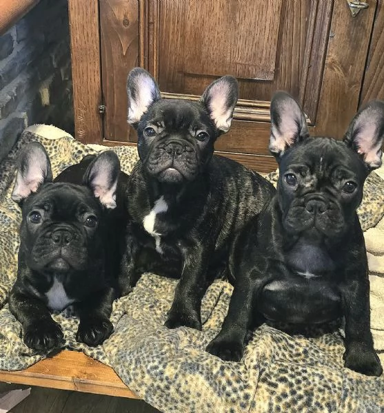 Cuccioli di Bouledogue  Bulldog francese | Foto 4