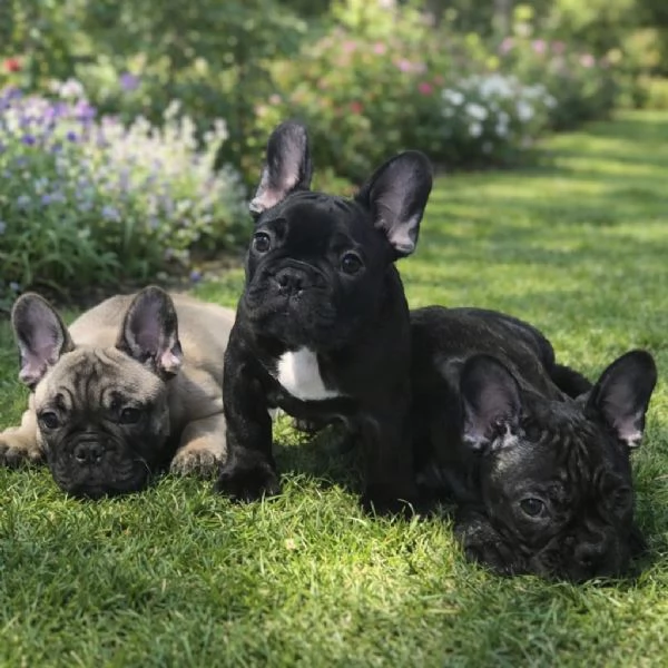 Cuccioli di Bouledogue  Bulldog francese | Foto 2