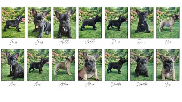 Cuccioli di Bouledogue  Bulldog francese | Foto 1