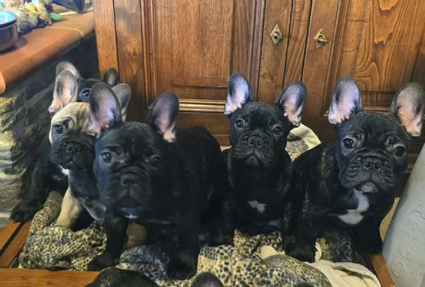 Cuccioli di Bouledogue  Bulldog francese | Foto 3