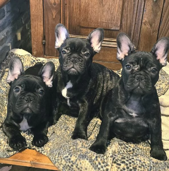Cuccioli di Bouledogue  Bulldog francese | Foto 2