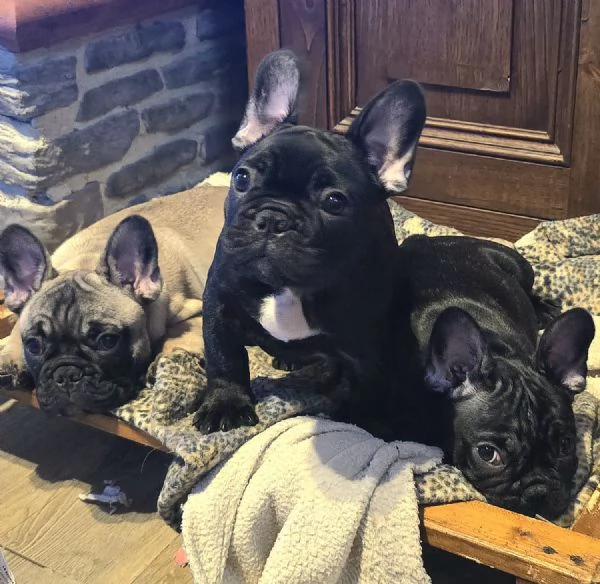 Cuccioli di Bouledogue  Bulldog francese | Foto 1