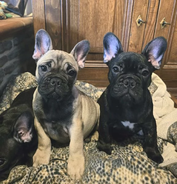 Cuccioli di Bouledogue  Bulldog francese