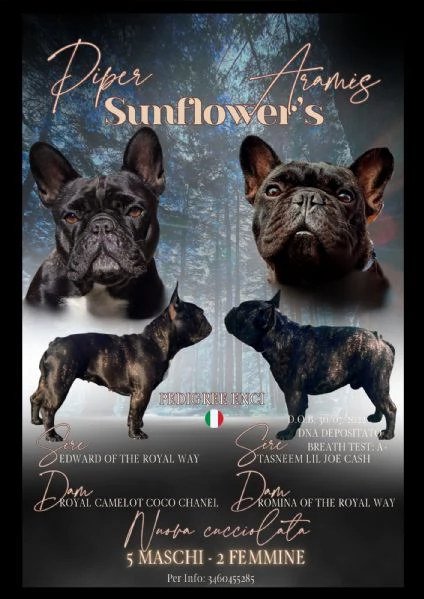 Cuccioli di Bouledogue  Bulldog francese | Foto 0