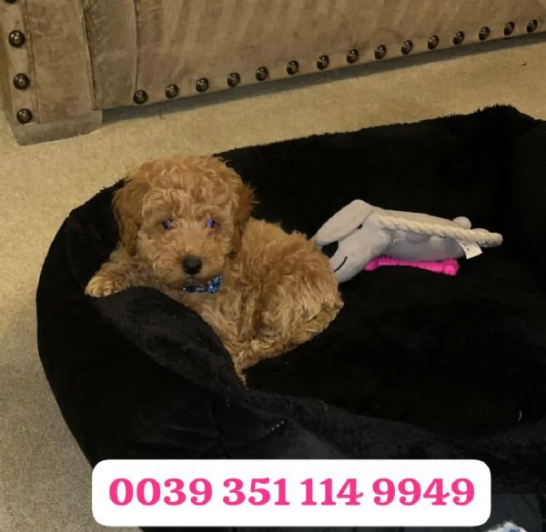 Regala un cucciolo di barboncino maschio e femmina | Foto 2