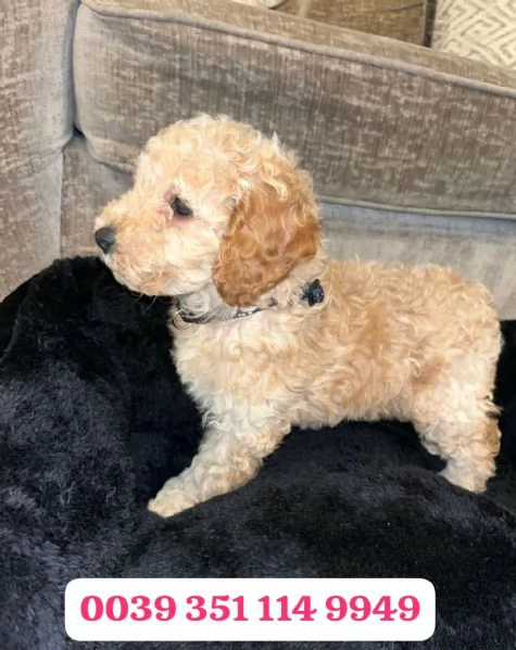 Regala un cucciolo di barboncino maschio e femmina | Foto 0